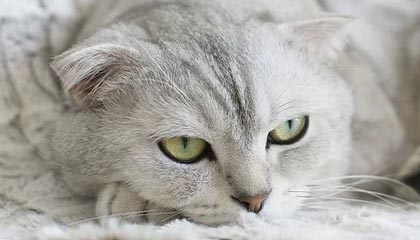 2026年最新北京商务伴游经纪招聘渠道分享(最方便真实的北京爱特博旅运服务有限责任公司招聘方法)