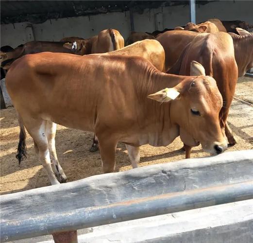 最新公积金取现黄牛方法分析(最方便真实的公积金提取黄牛有风险吗方法)